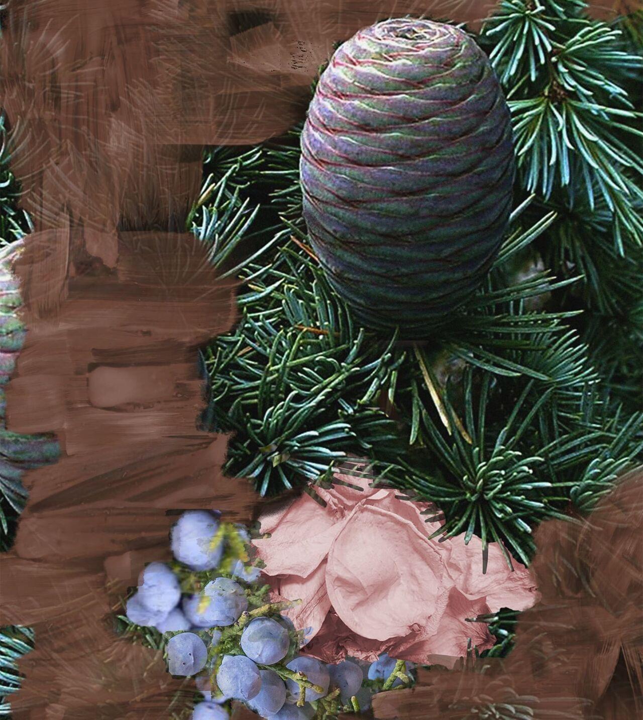 SUPER CEDAR